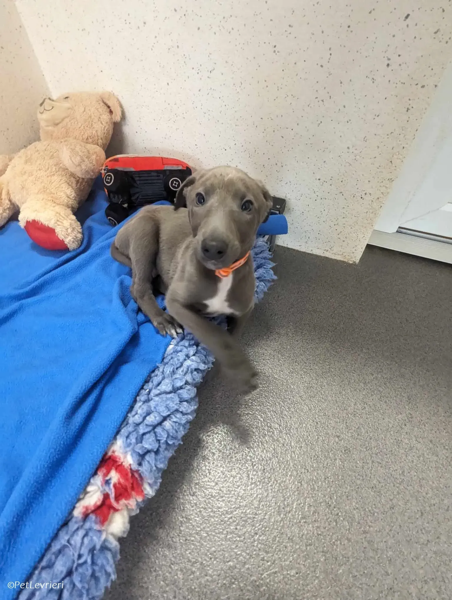 Isak adozione levrieri greyhound 3 1