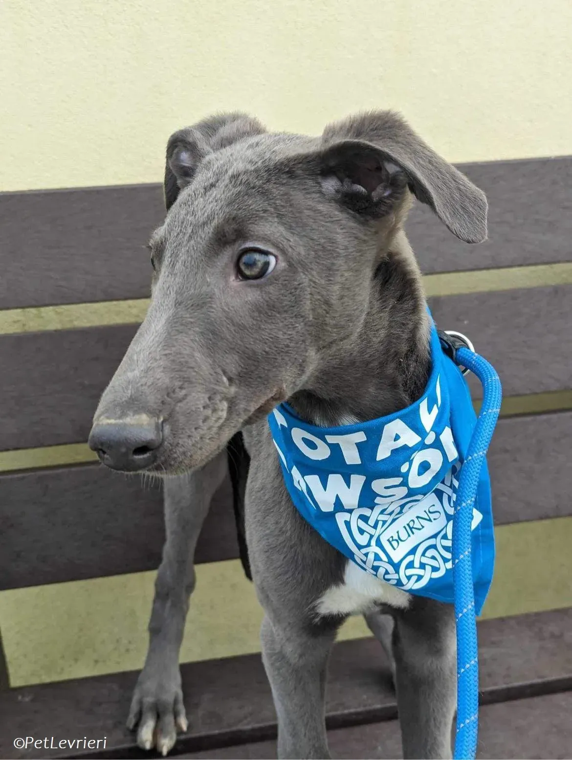 Isak adozione levrieri greyhound 30