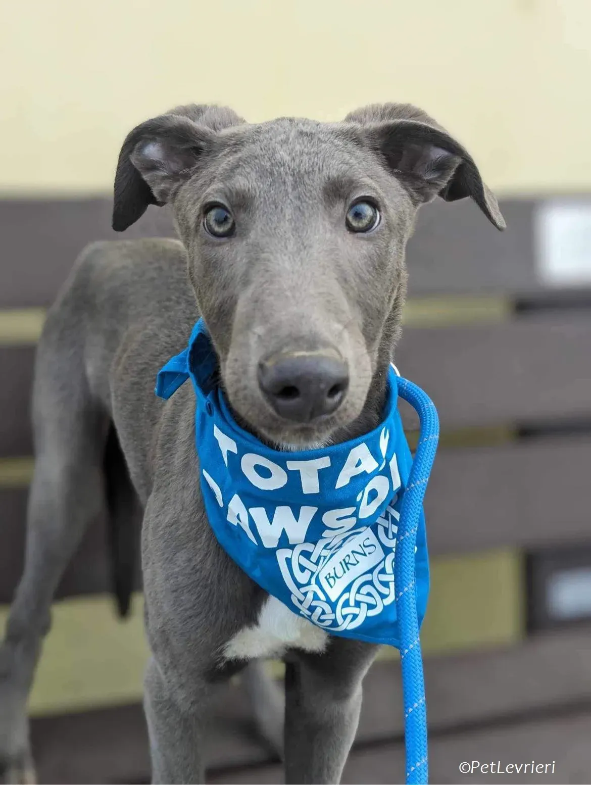 Isak adozione levrieri greyhound 31