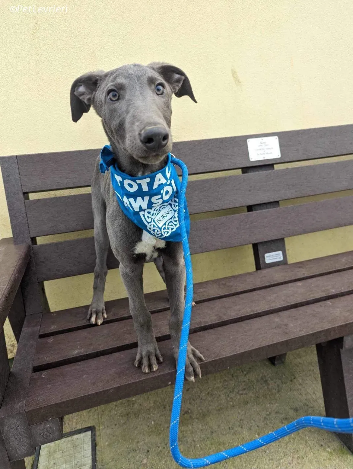 Isak adozione levrieri greyhound 32