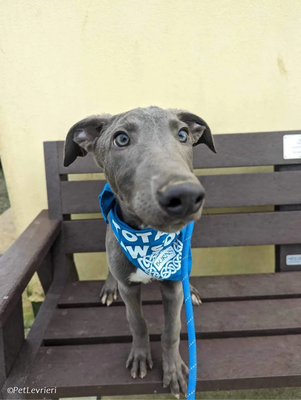 Isak adozione levrieri greyhound 33