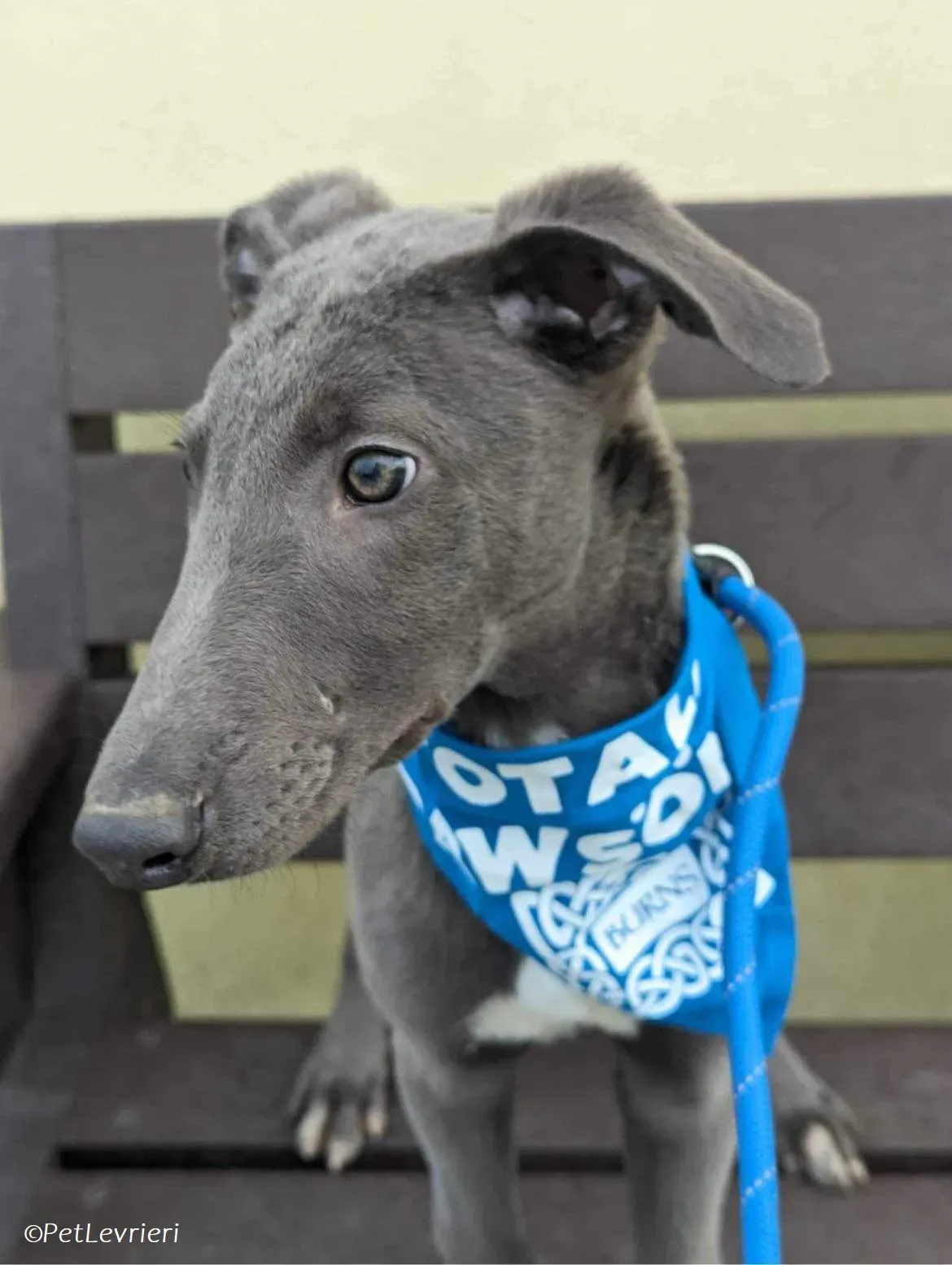 Isak adozione levrieri greyhound 34