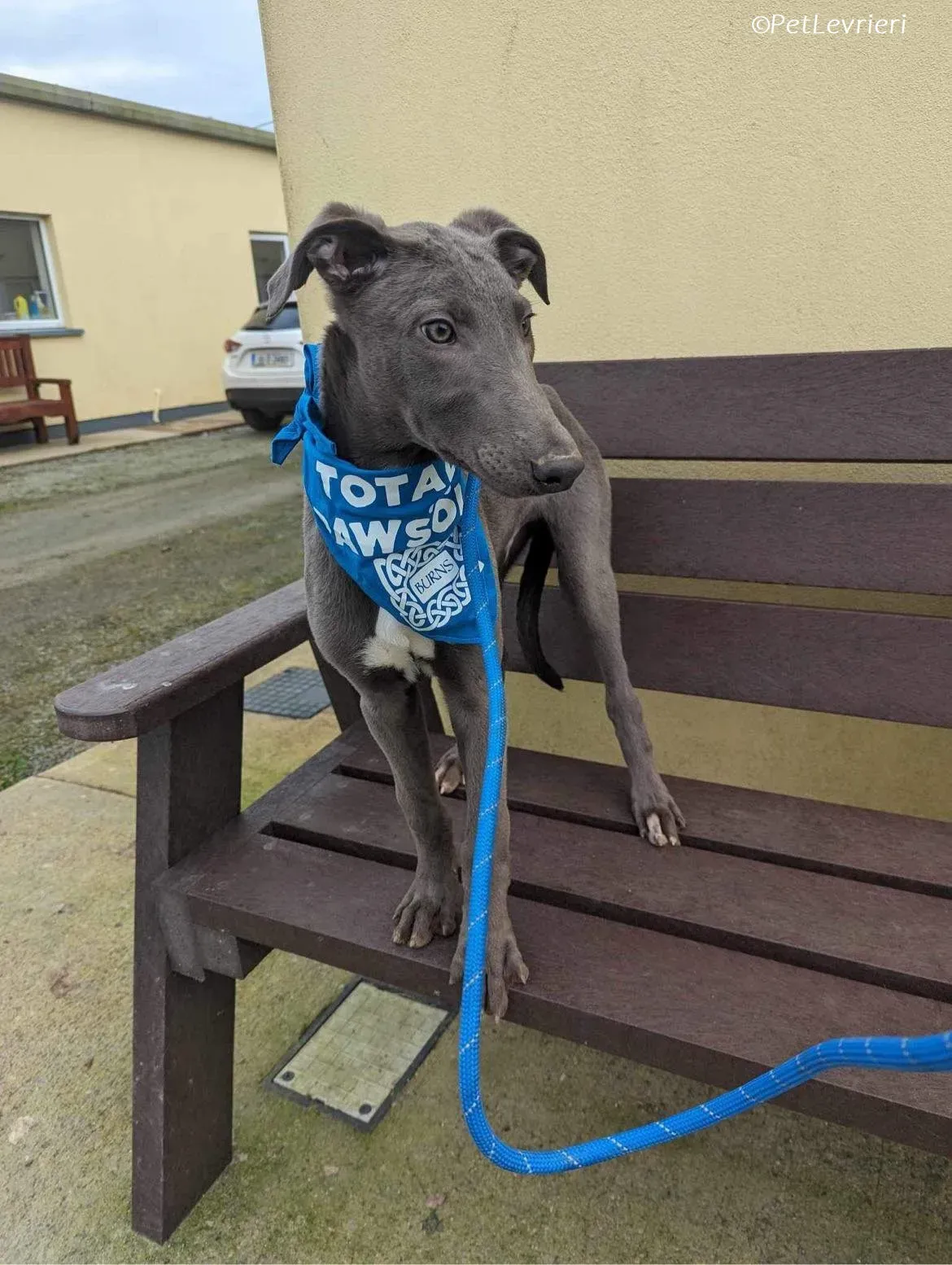 Isak adozione levrieri greyhound 35