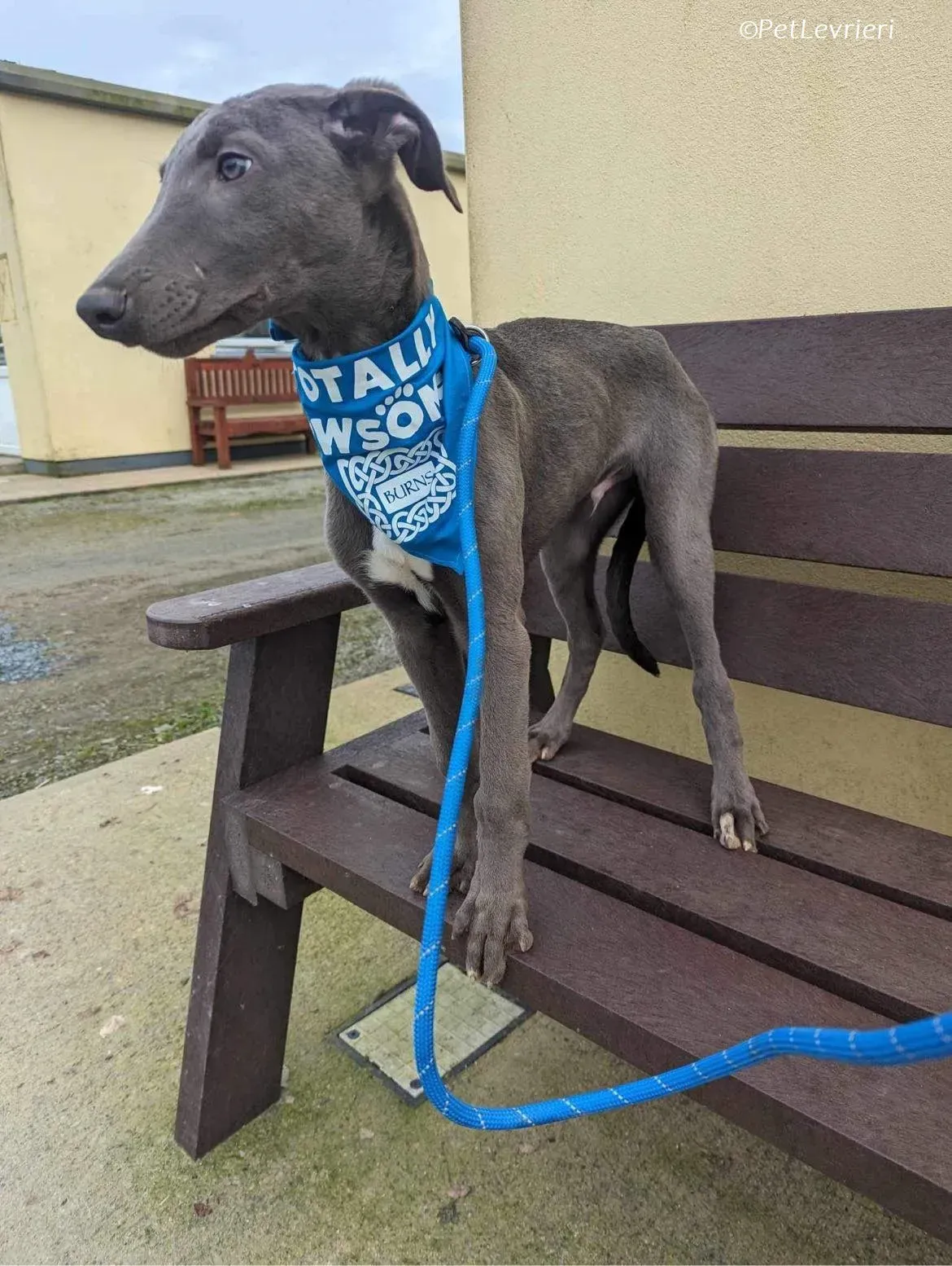 Isak adozione levrieri greyhound 36