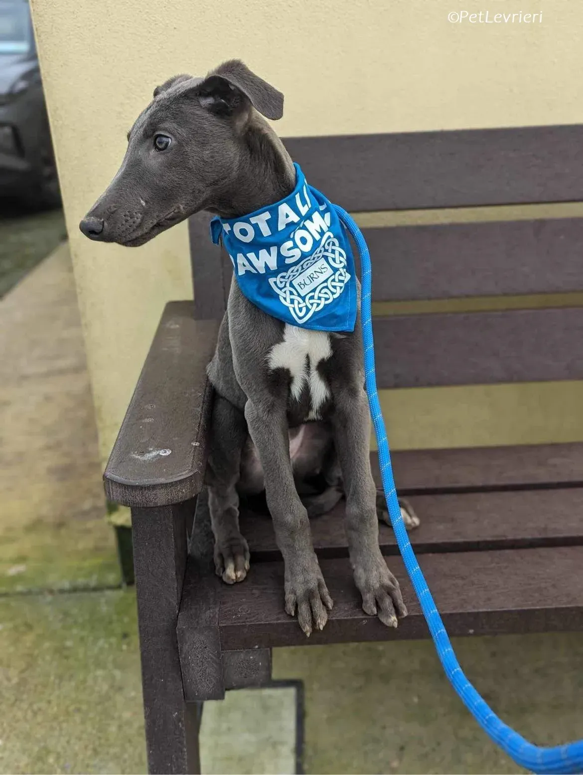 Isak adozione levrieri greyhound 37