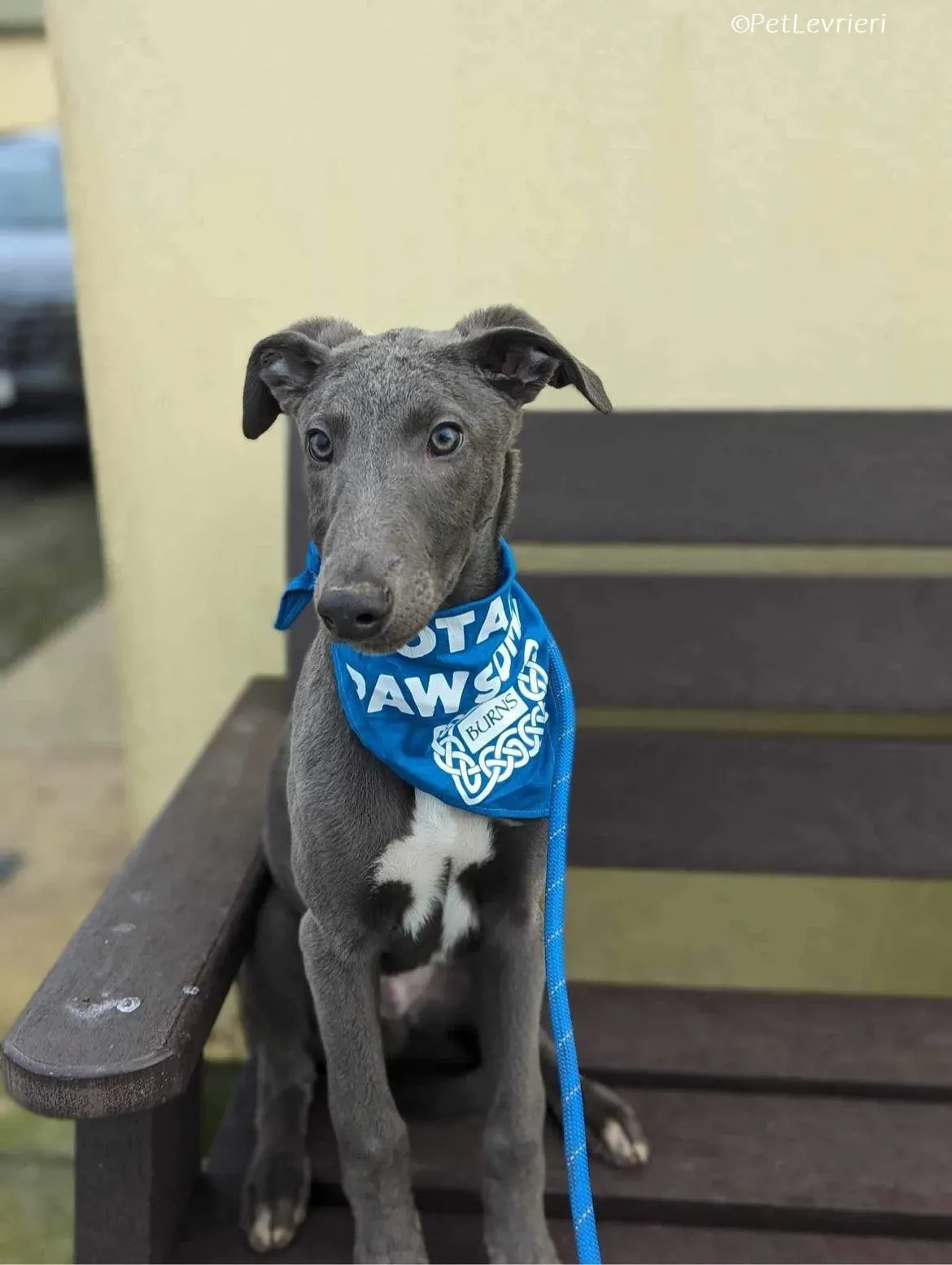 Isak adozione levrieri greyhound 38