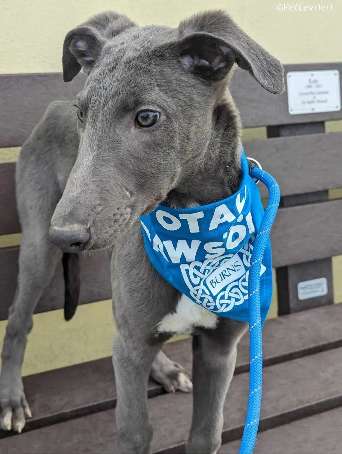 Isak adozione levrieri greyhound 39