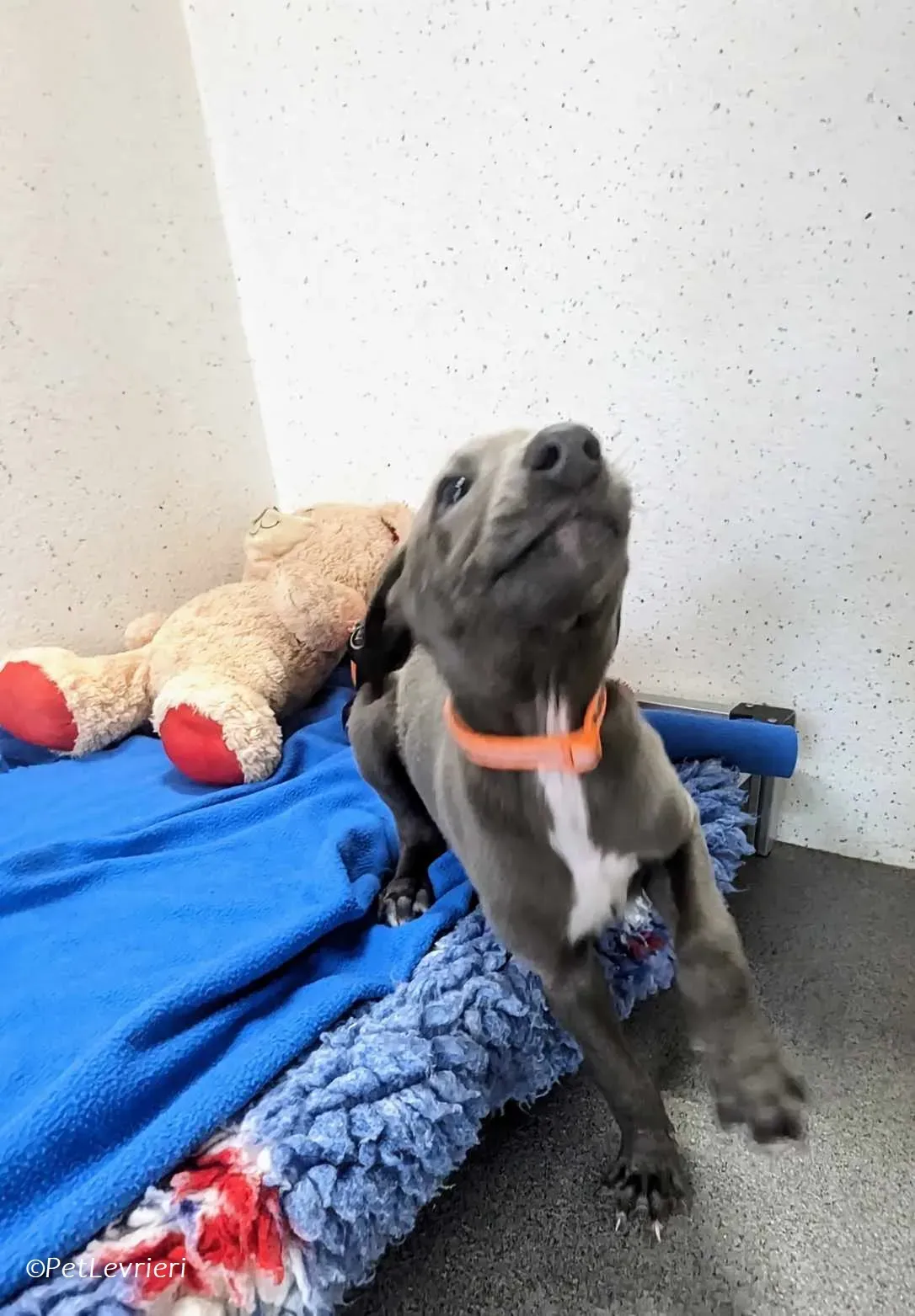 Isak adozione levrieri greyhound 4 1