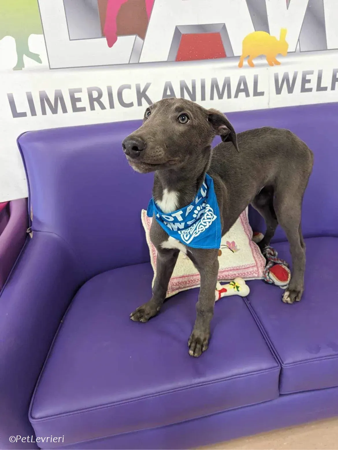 Isak adozione levrieri greyhound 40