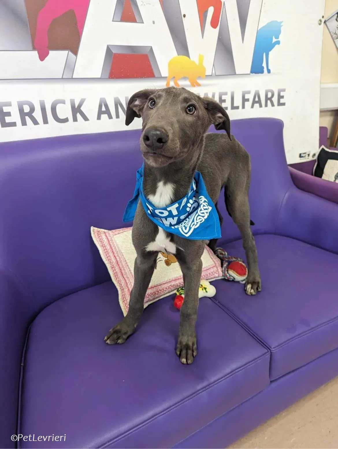 Isak adozione levrieri greyhound 41