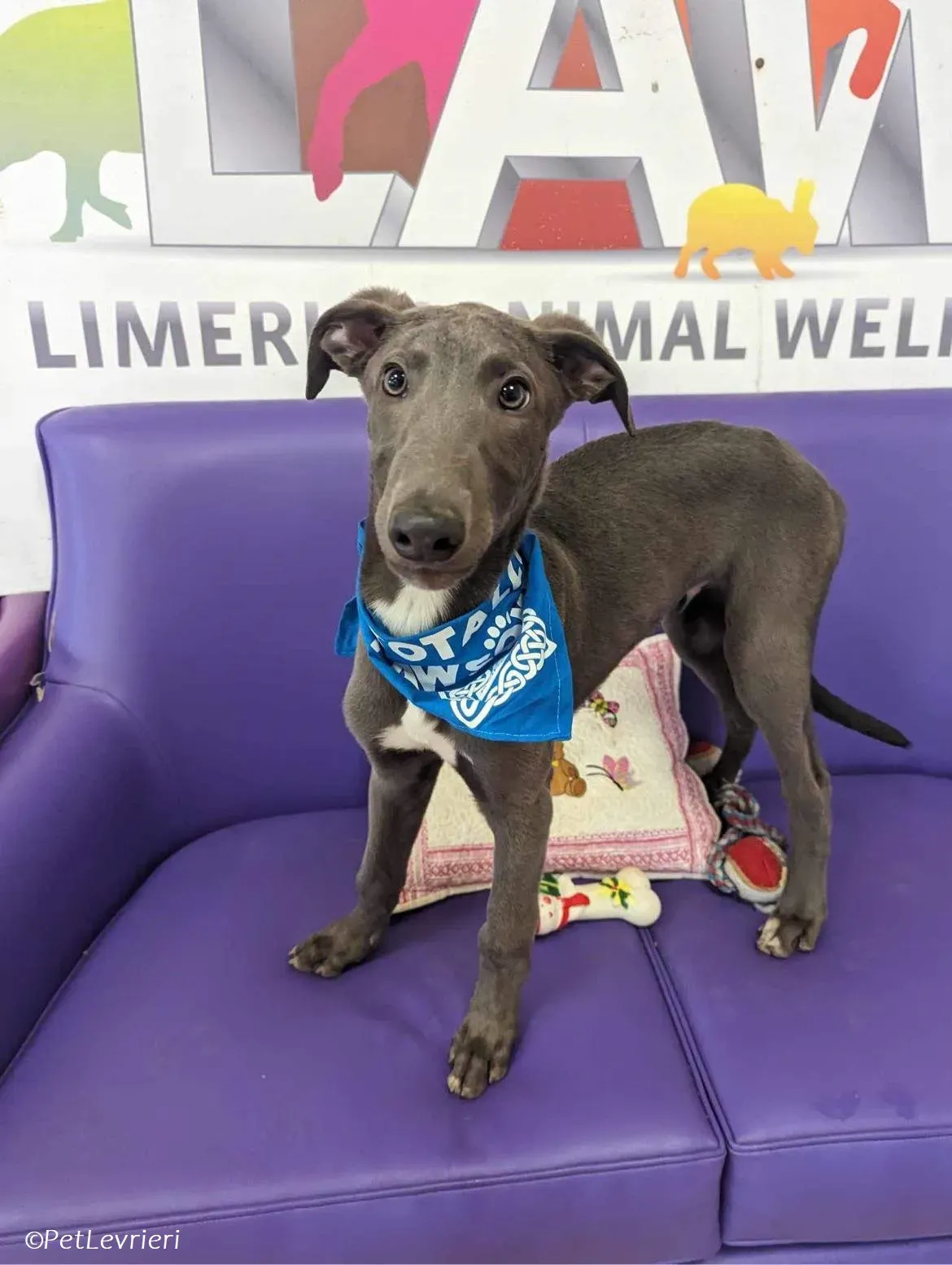 Isak adozione levrieri greyhound 42