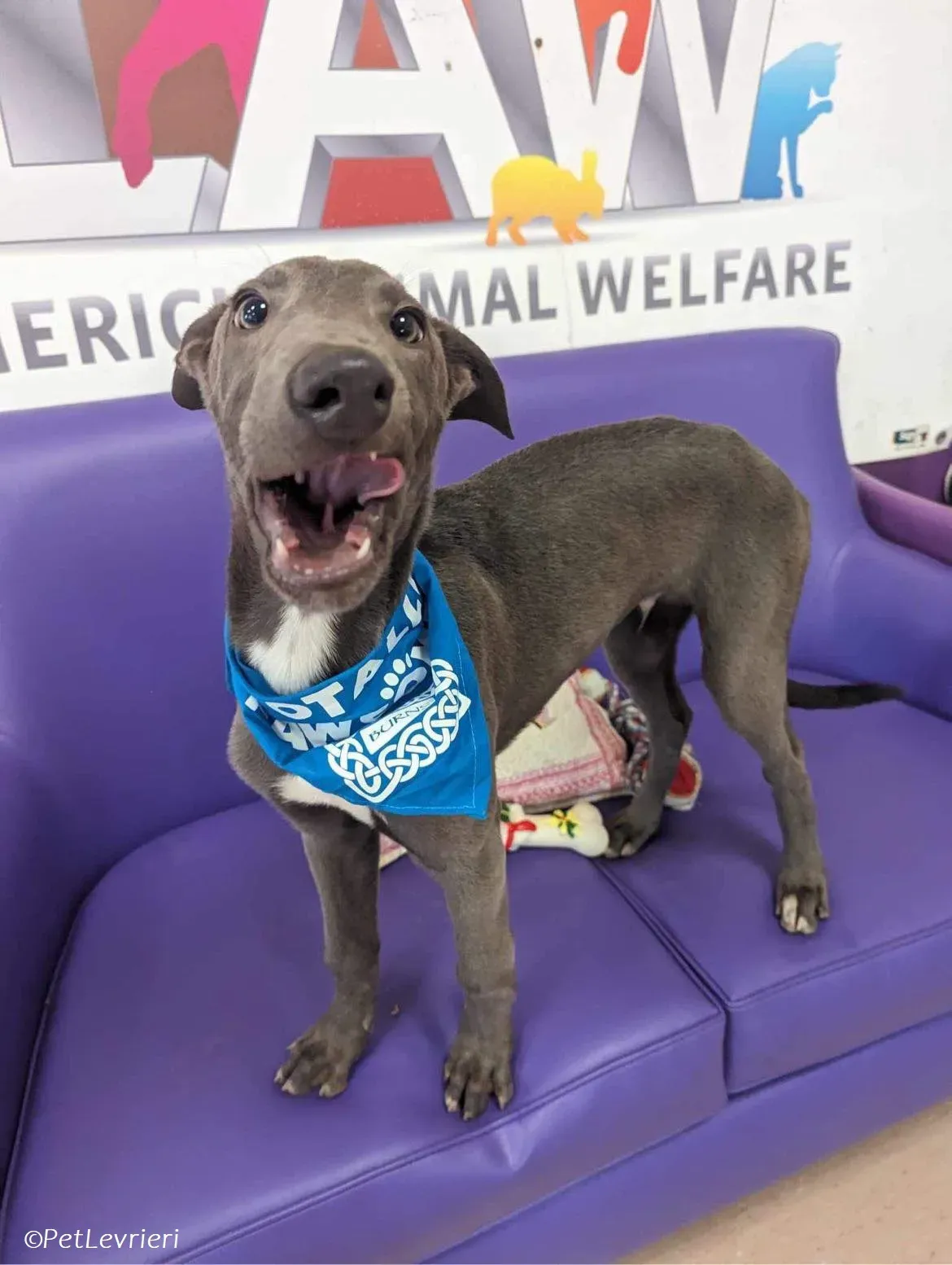 Isak adozione levrieri greyhound 43