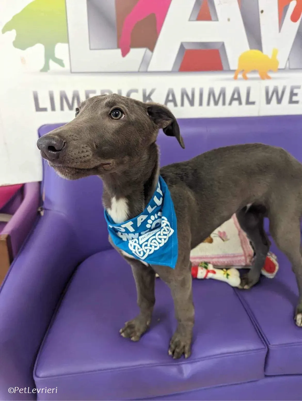 Isak adozione levrieri greyhound 44