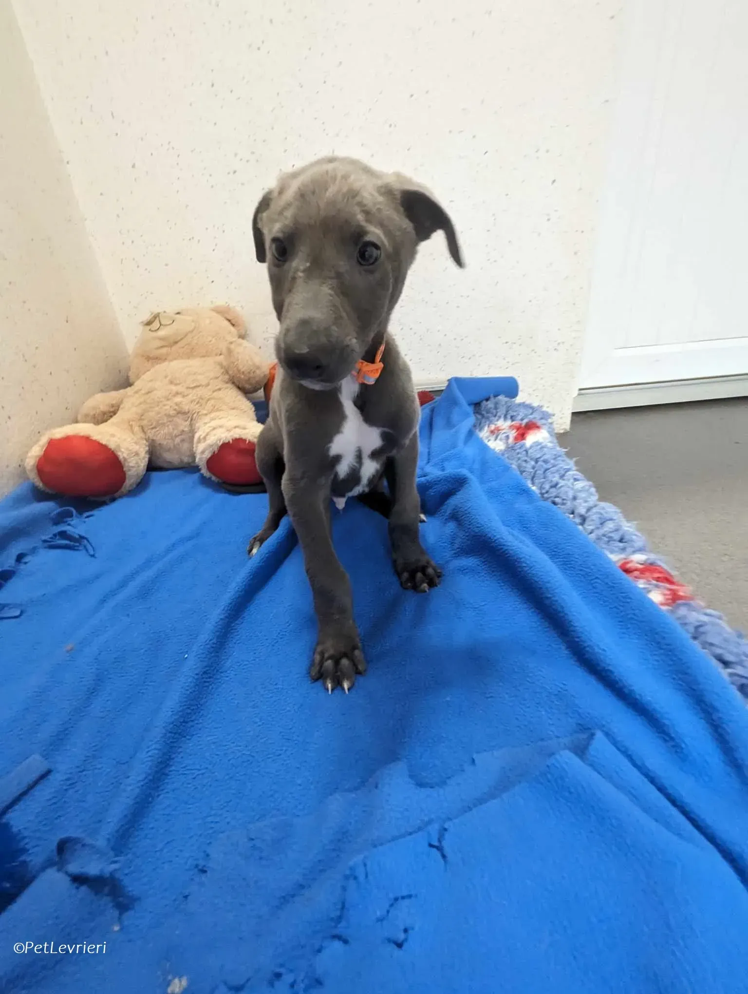 Isak adozione levrieri greyhound 5 1