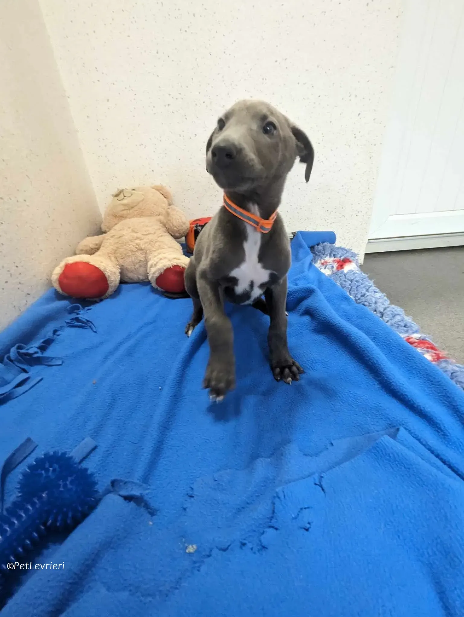 Isak adozione levrieri greyhound 6 1