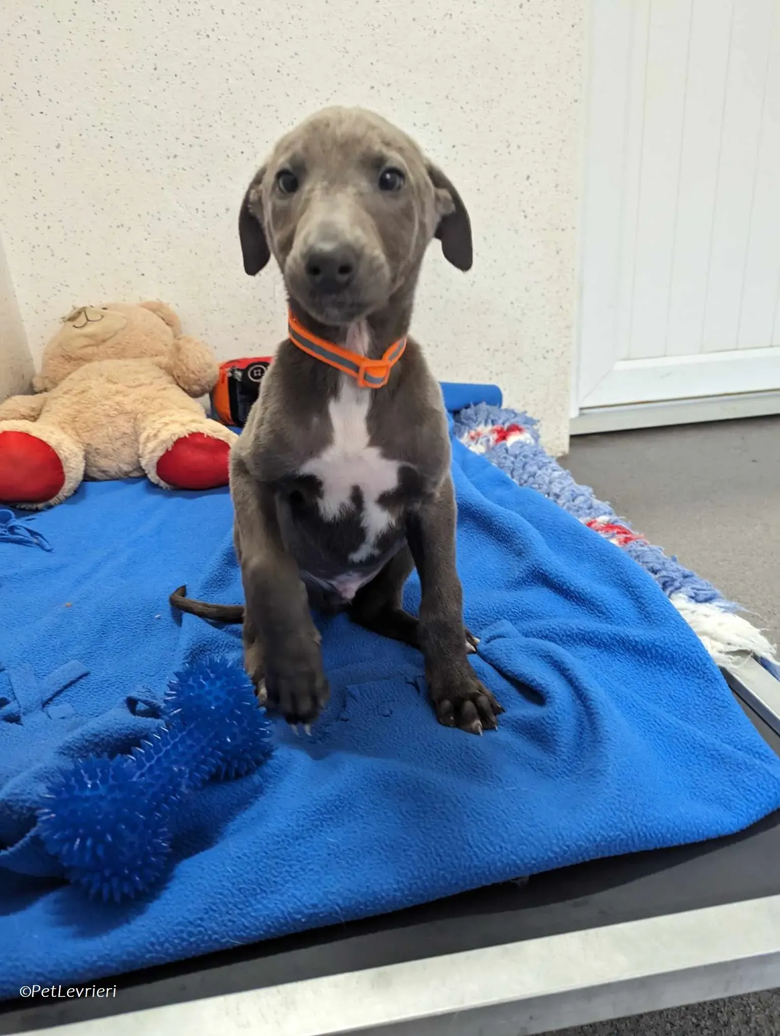 Isak adozione levrieri greyhound 7 1