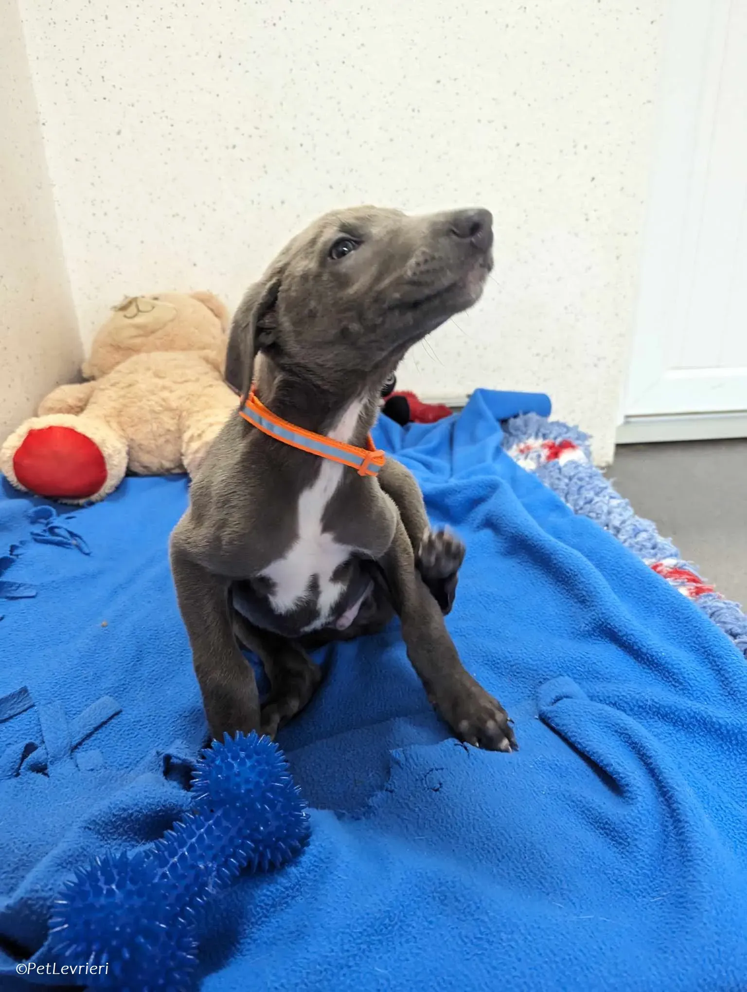 Isak adozione levrieri greyhound 8 1