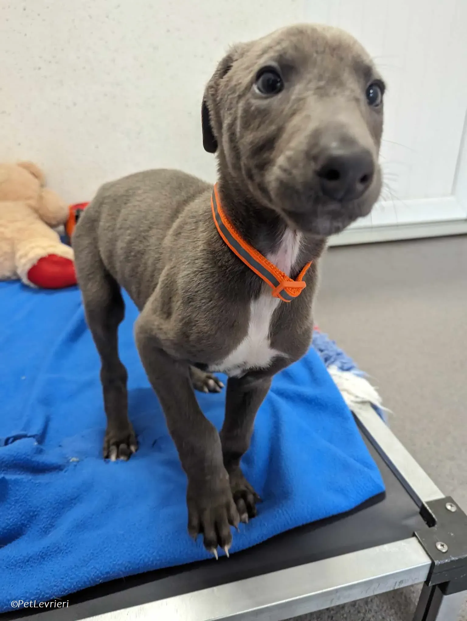 Isak adozione levrieri greyhound 9 1