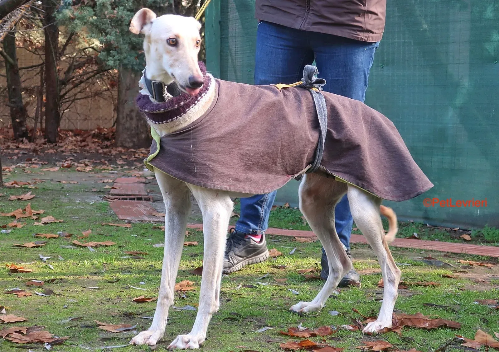 Iseya adozione levrieri galgo 1