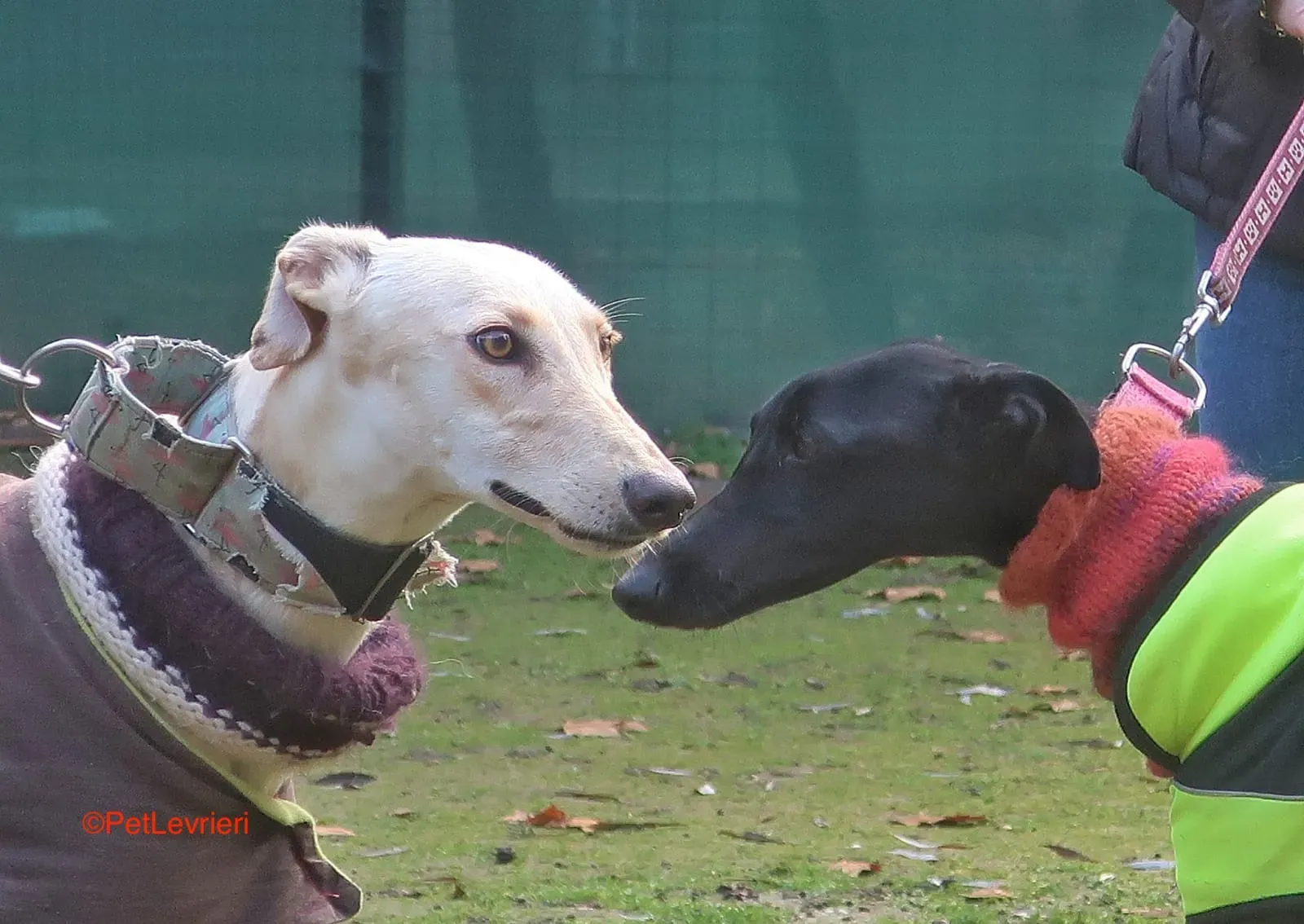 Iseya adozione levrieri galgo 10
