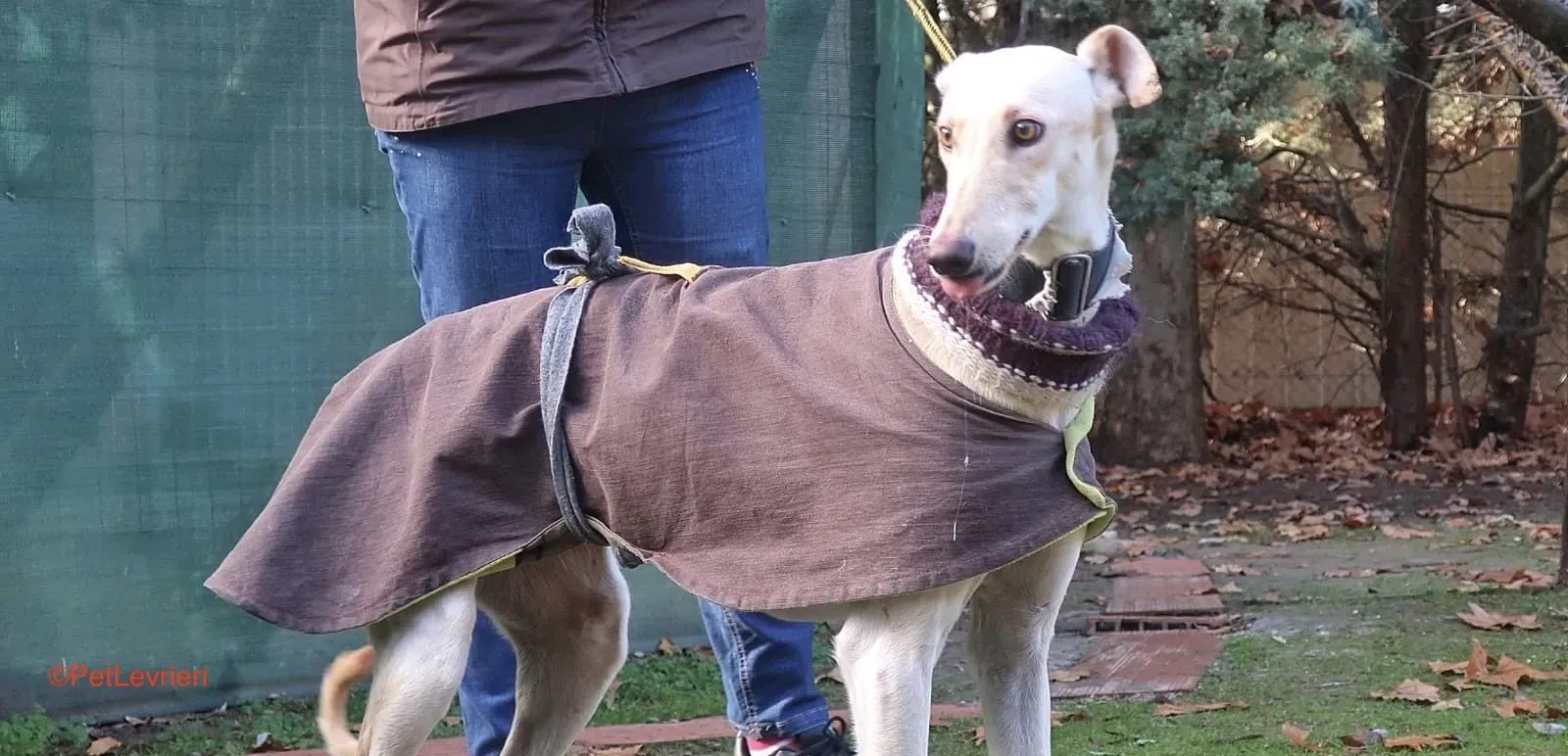 Iseya adozione levrieri galgo 11 e1640026078481