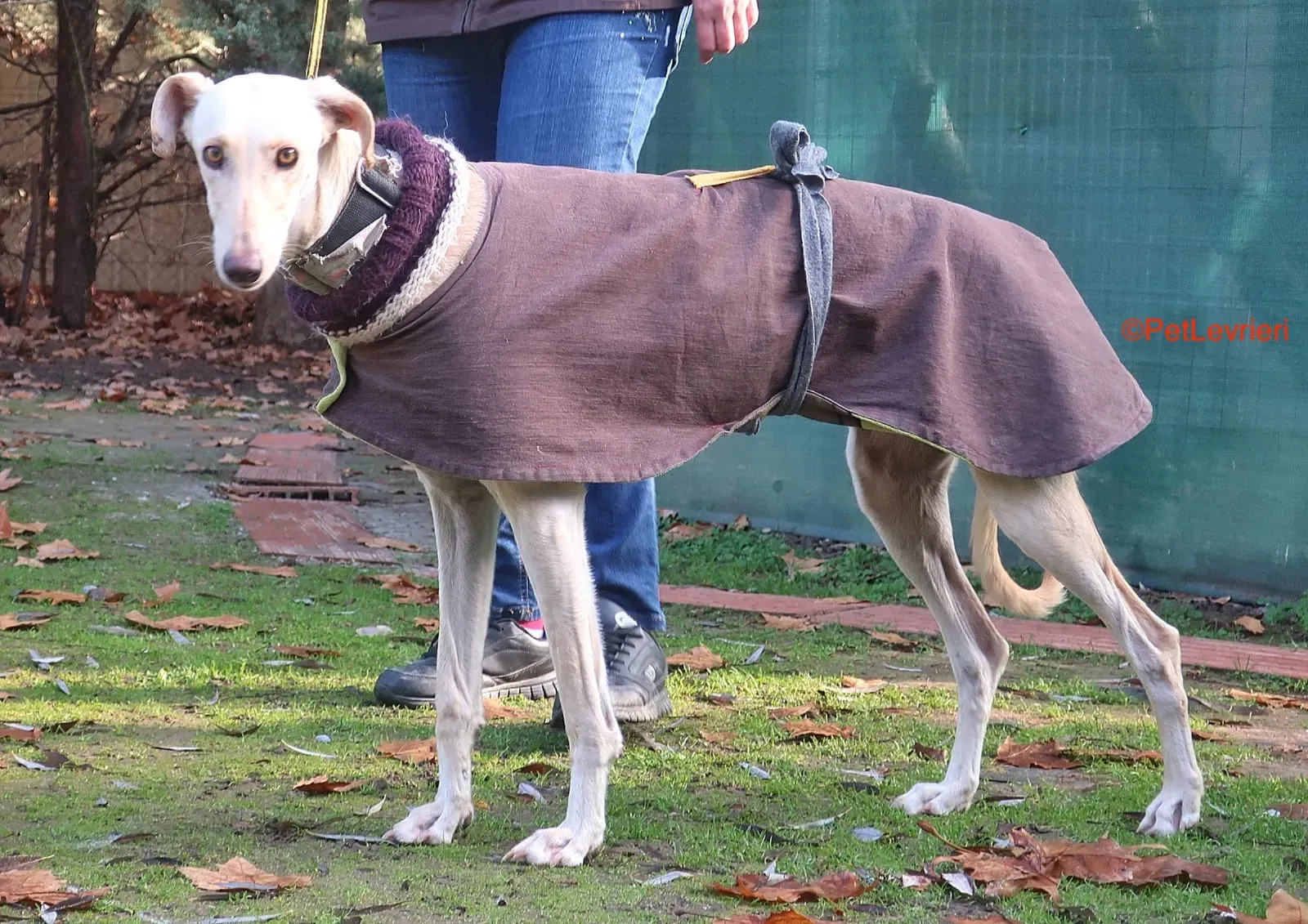 Iseya adozione levrieri galgo 2