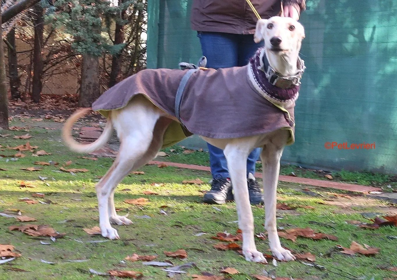 Iseya adozione levrieri galgo 3