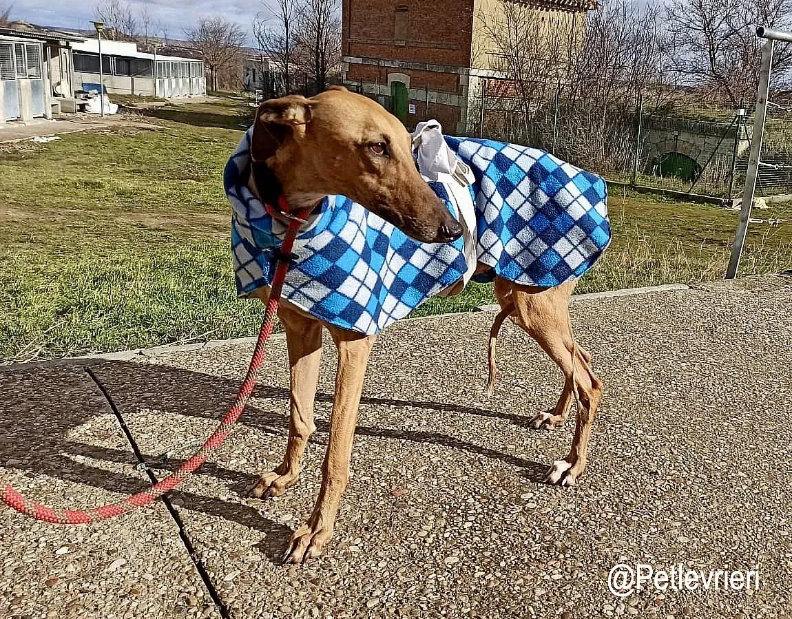 Isla adozioni levrieri galgo 2