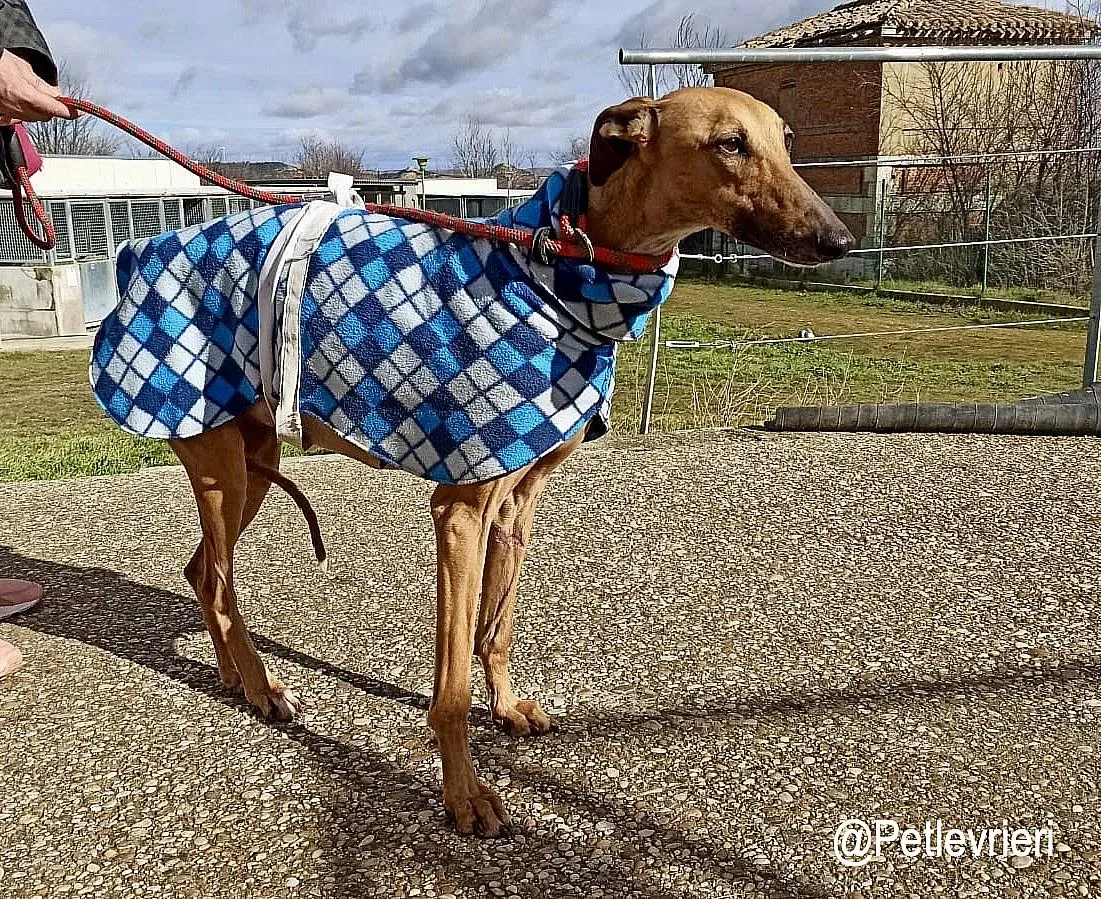 Isla adozioni levrieri galgo 3