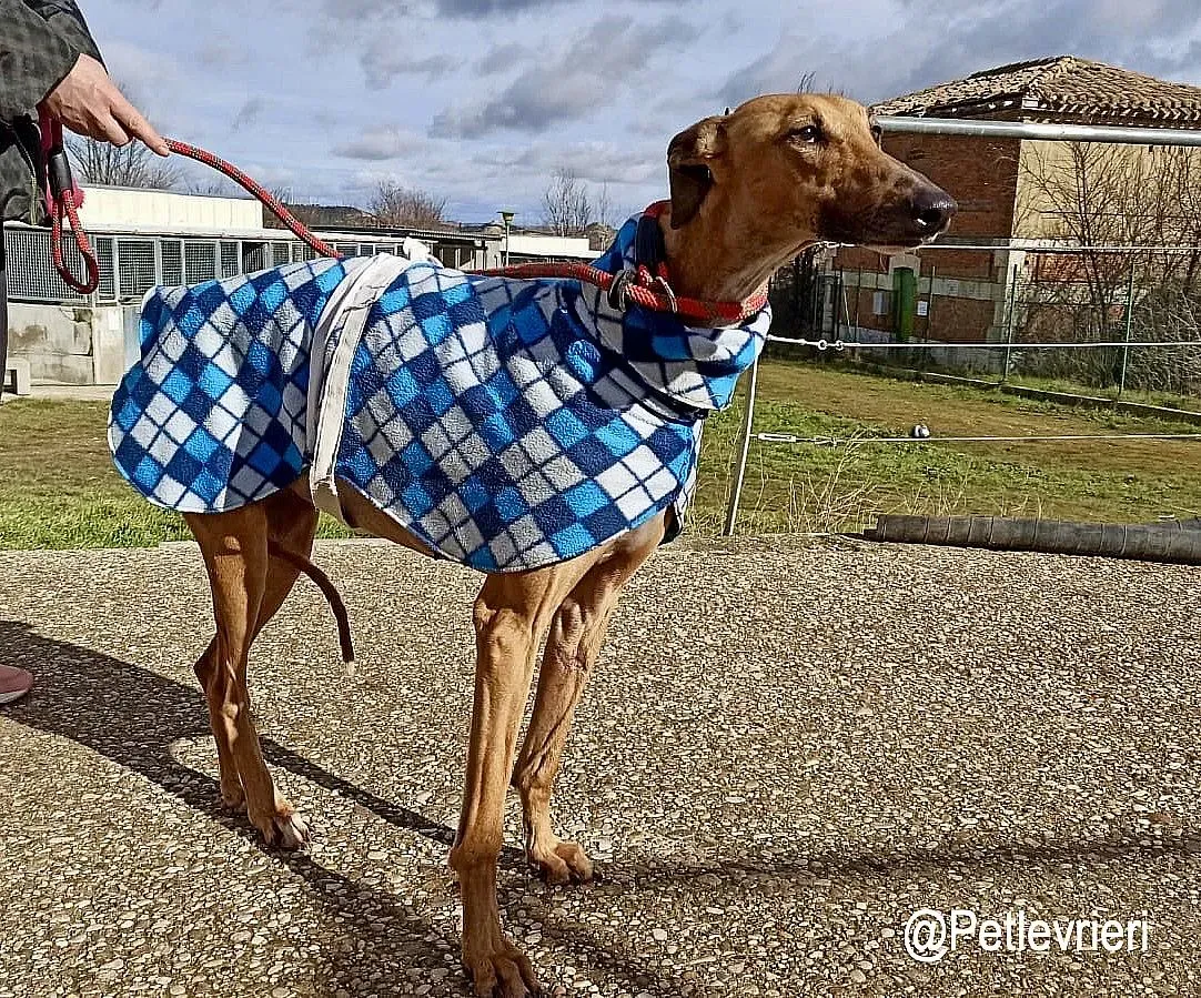 Isla adozioni levrieri galgo 4