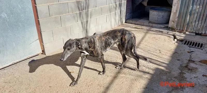 Ivy adozione galgo pet levrieri onlus 1