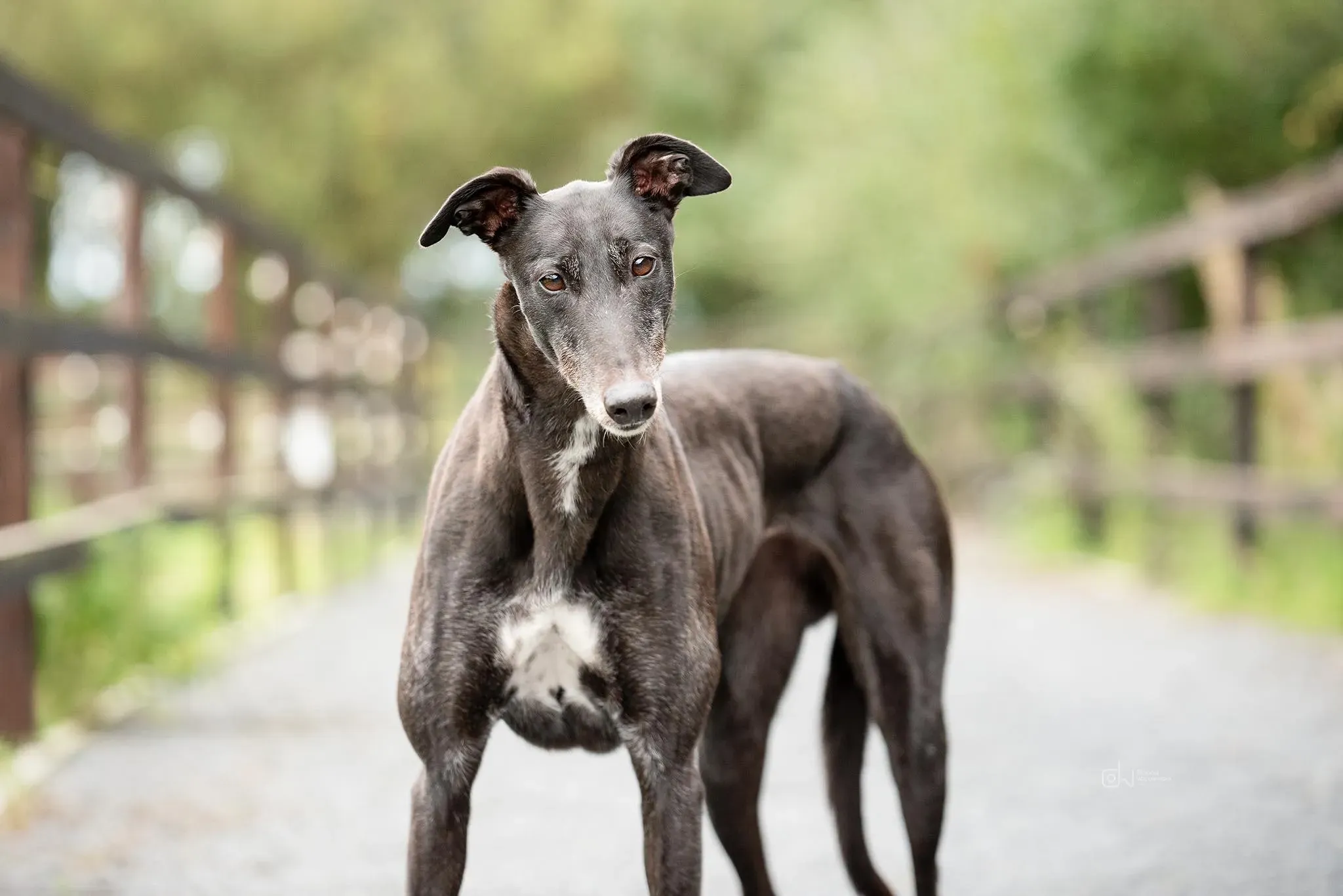 Ivy adozione levrieri greyhound 1