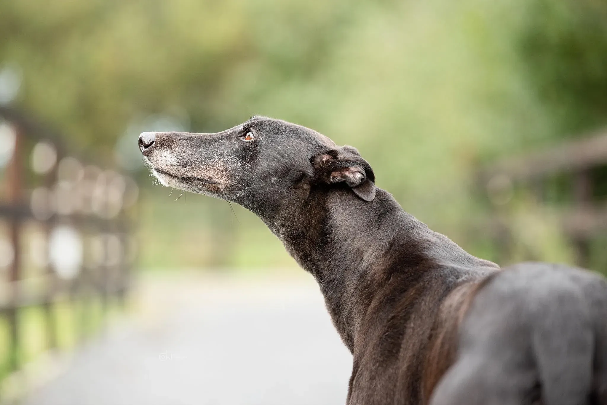 Ivy adozione levrieri greyhound 2