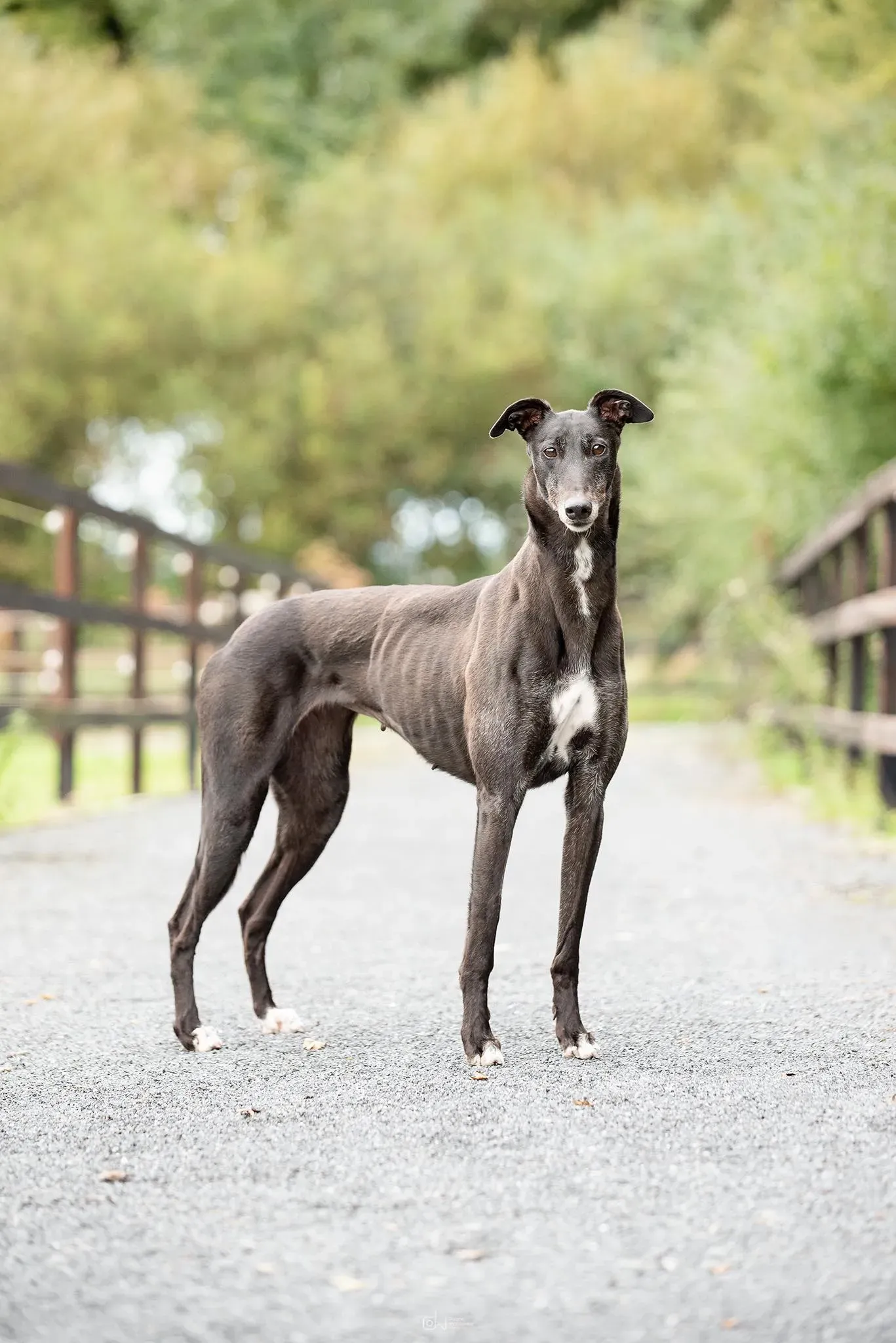 Ivy adozione levrieri greyhound 3