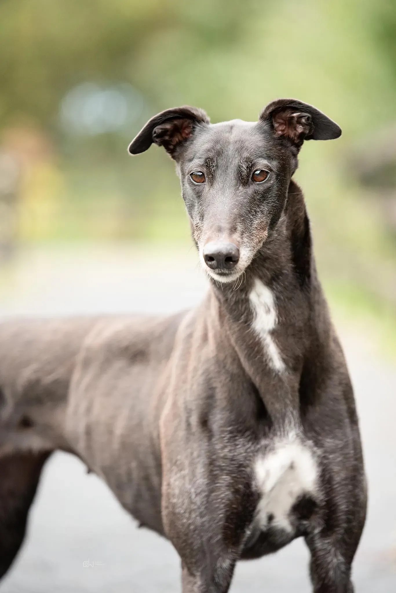 Ivy adozione levrieri greyhound 4