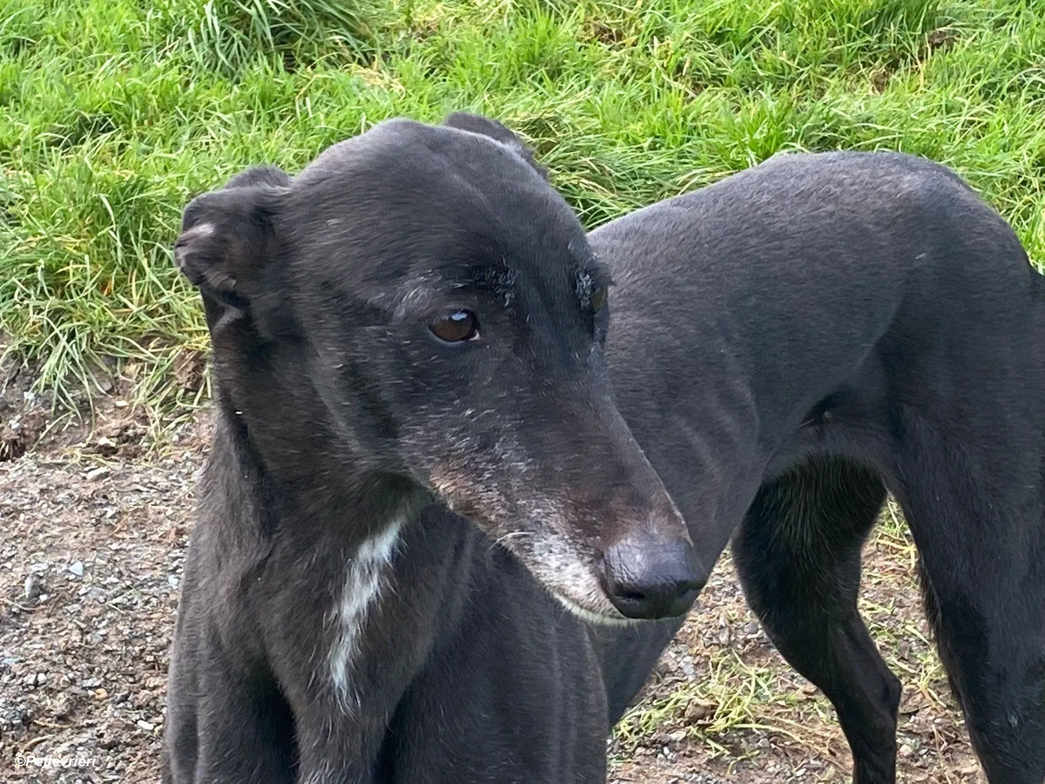 Ivy adozione levrieri greyhound 5