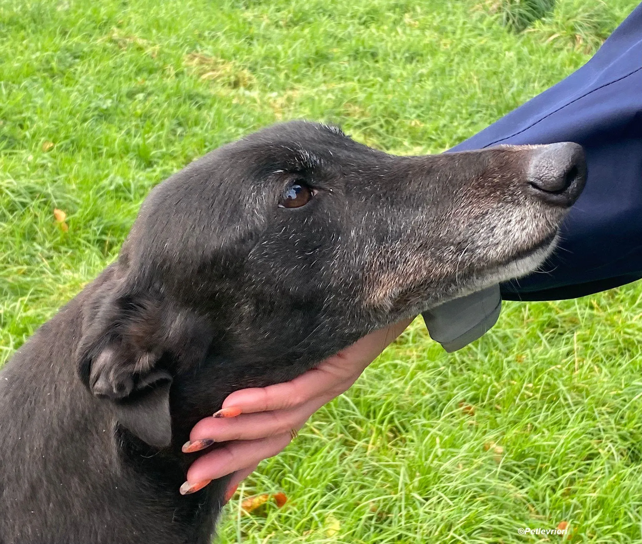 Ivy adozione levrieri greyhound 6