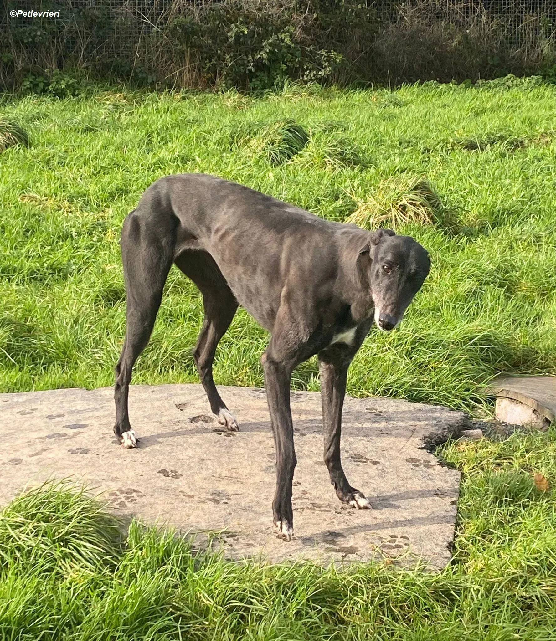 Ivy adozione levrieri greyhound 7