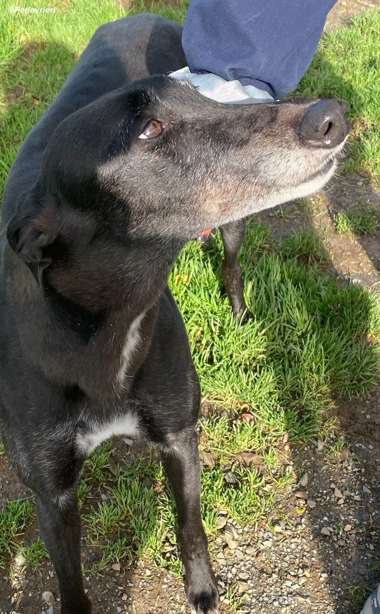 Ivy adozione levrieri greyhound 8