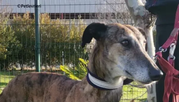 Ivy galgo adozione pet levrieri onlus 0