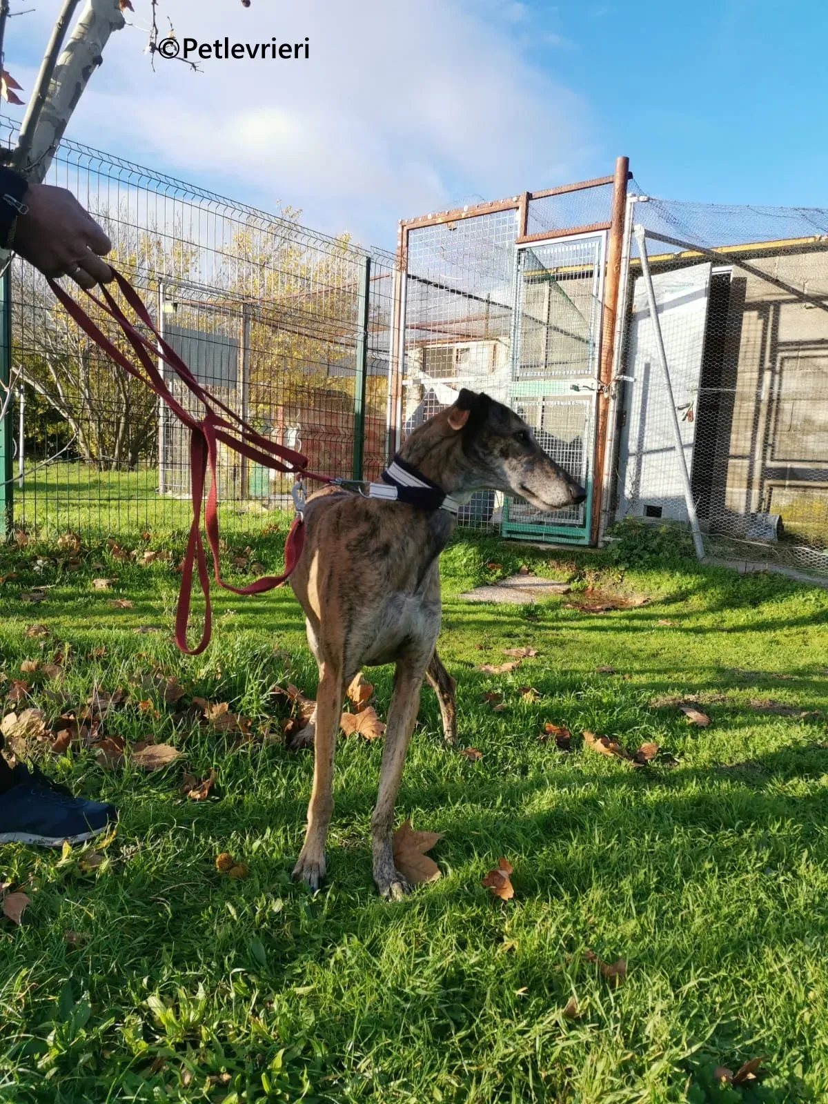 Ivy galgo adozione pet levrieri onlus 3