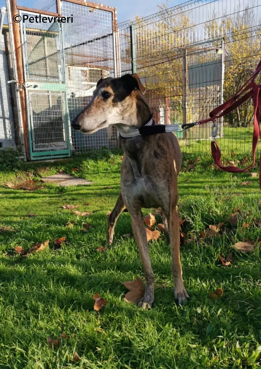 Ivy galgo adozione pet levrieri onlus 4