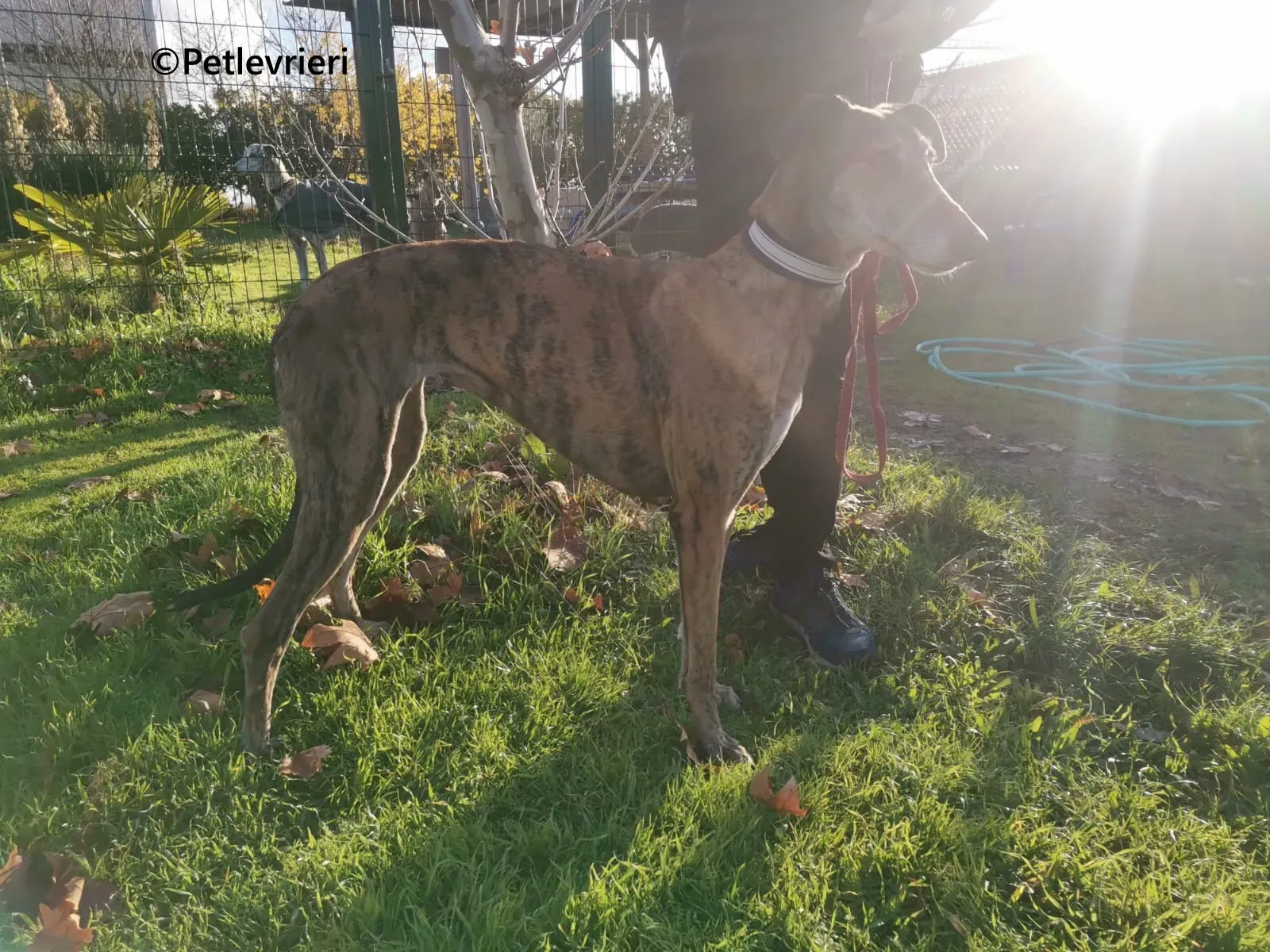Ivy galgo adozione pet levrieri onlus 5