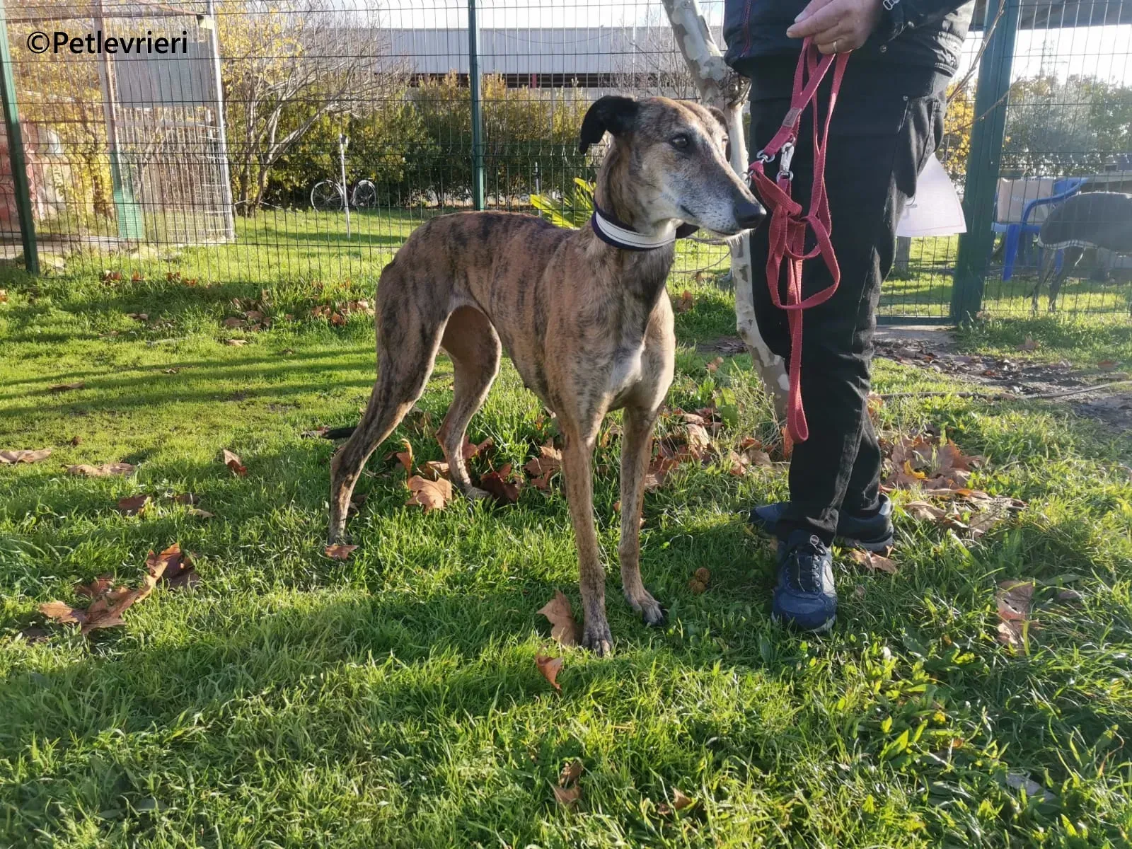 Ivy galgo adozione pet levrieri onlus 6