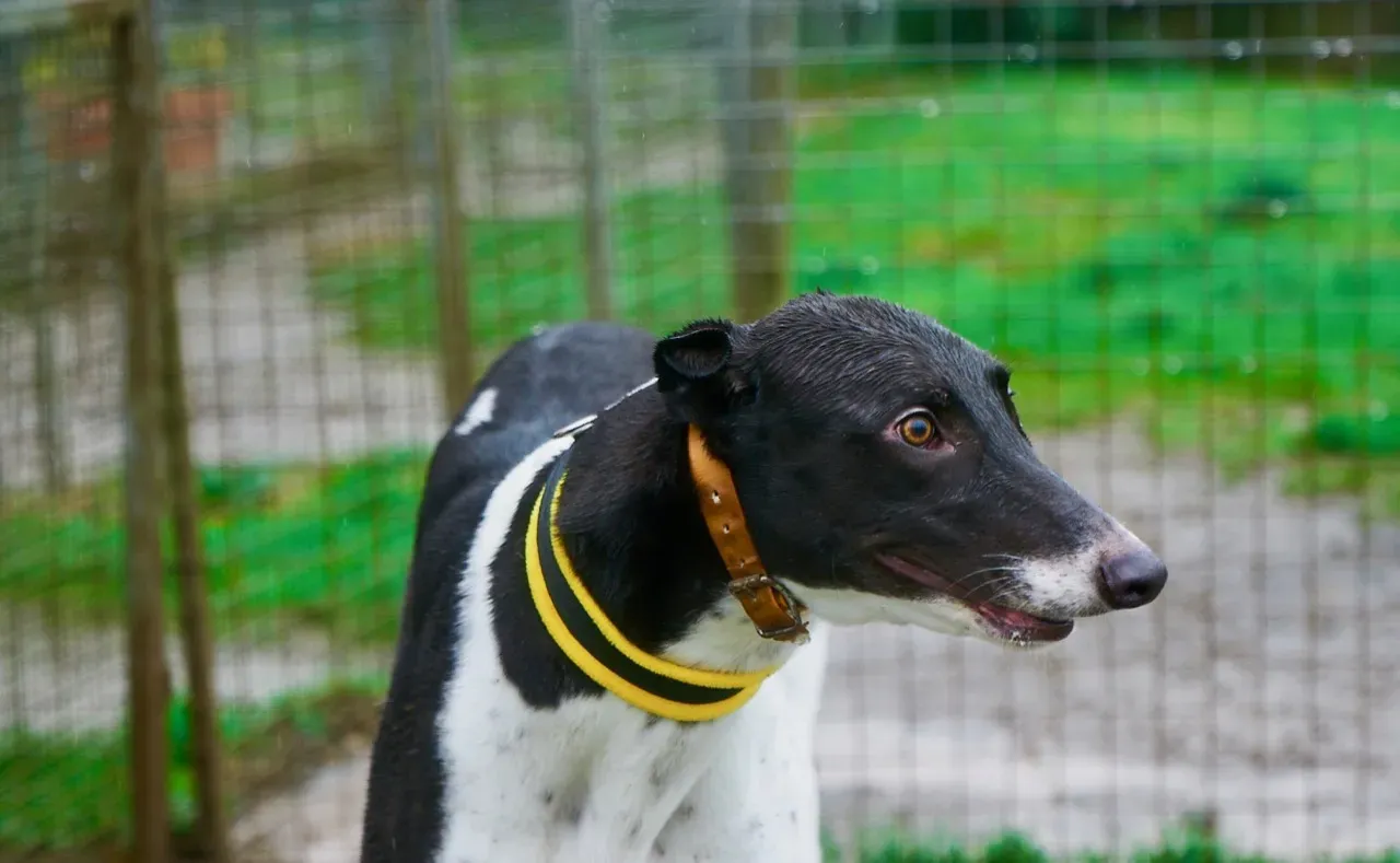 JACK pet levrieri greyhound1