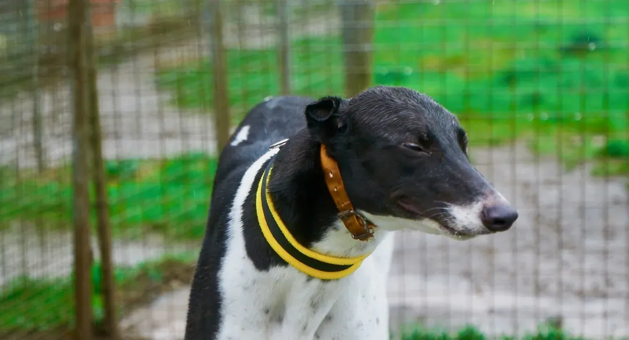 JACK pet levrieri greyhound2