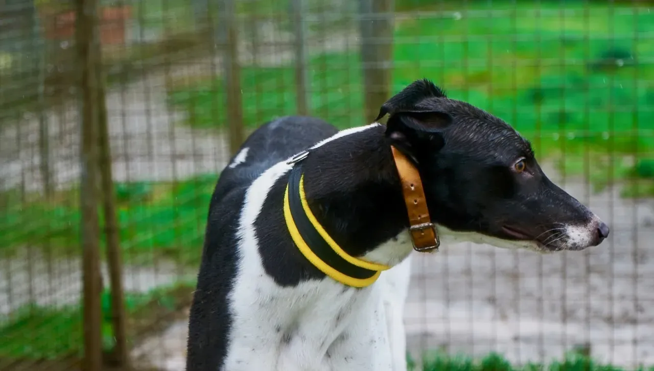 JACK pet levrieri greyhound3