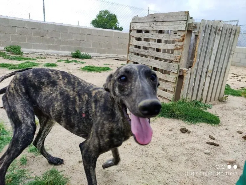 JAVIER adozione levrieri galgo 1 e1623849736686