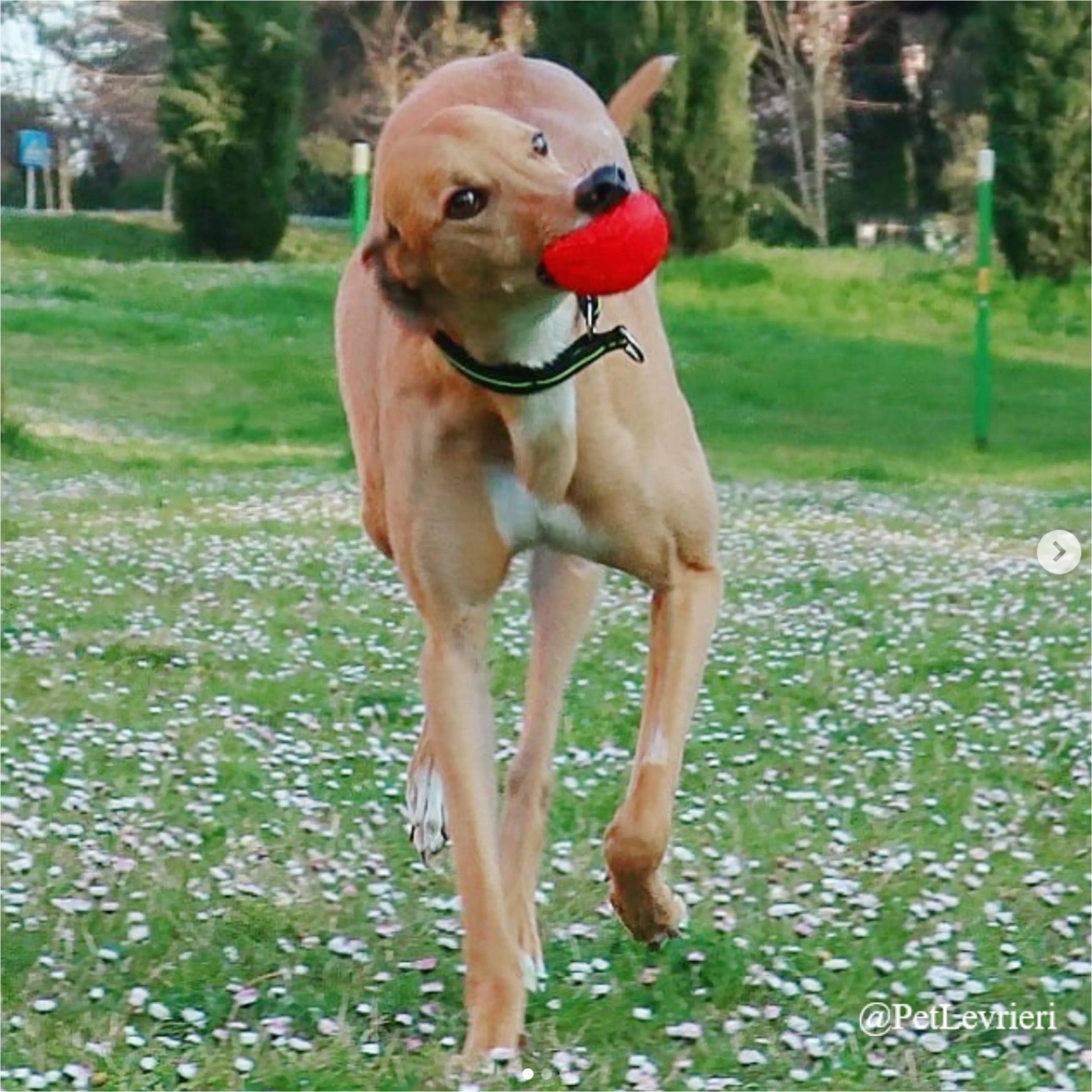 JIMBO2New Phototastic Collage