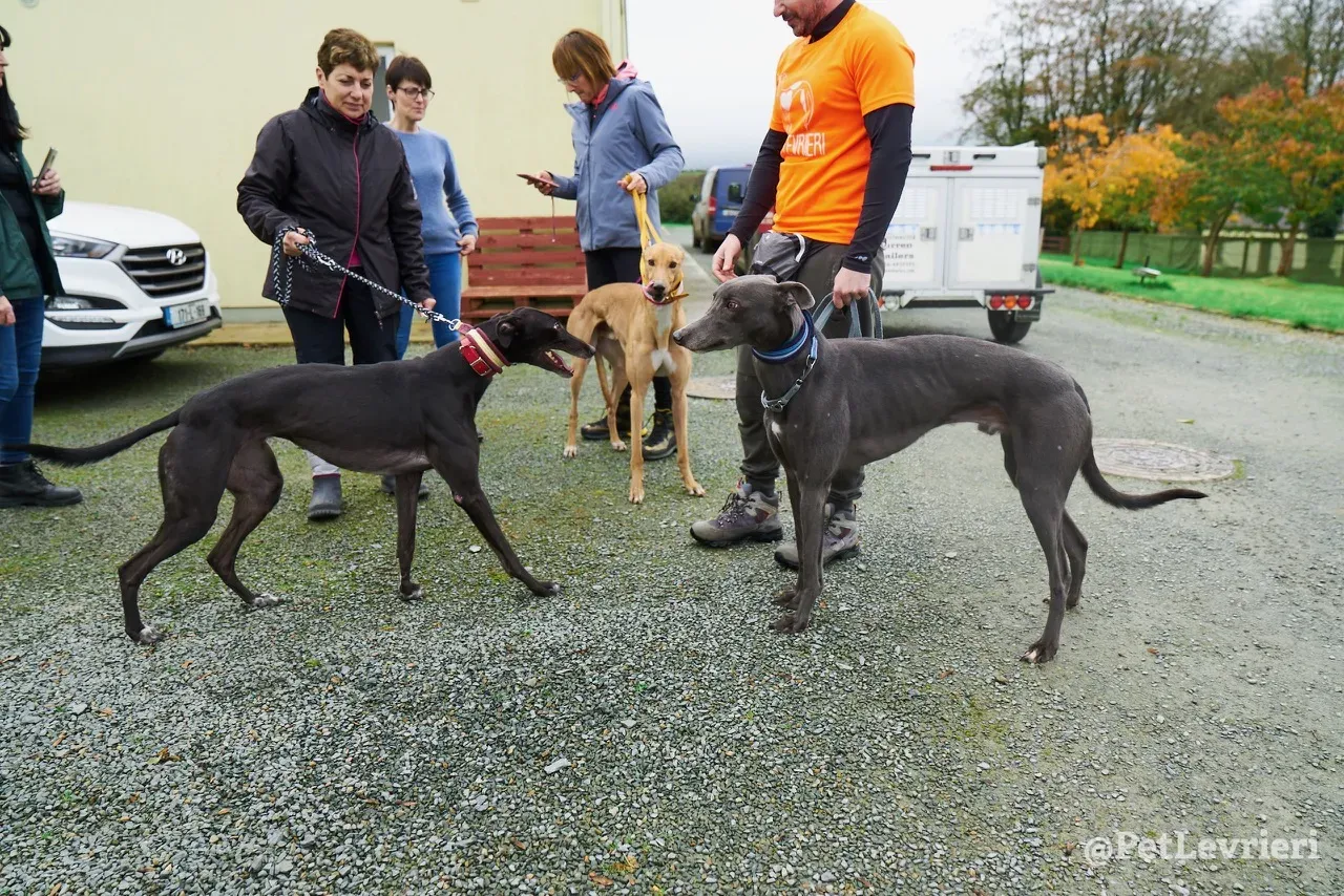JIM pet levrieri greyhound1